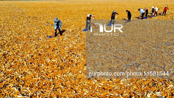 Workers turn over and dry corn at a drying base for seed production in Zhangye, China, on September 17, 2024. 