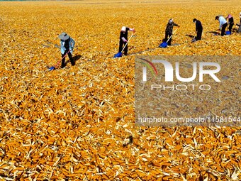 Workers turn over and dry corn at a drying base for seed production in Zhangye, China, on September 17, 2024. (