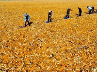 Workers turn over and dry corn at a drying base for seed production in Zhangye, China, on September 17, 2024. (