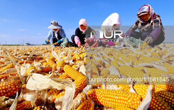 Workers pick up seeds at a corn drying base in Zhangye, China, on September 17, 2024. 