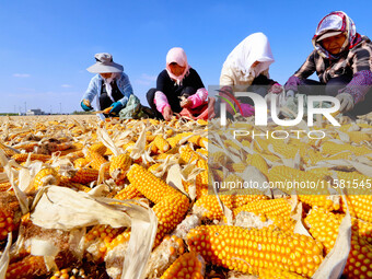 Workers pick up seeds at a corn drying base in Zhangye, China, on September 17, 2024. (