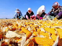 Workers pick up seeds at a corn drying base in Zhangye, China, on September 17, 2024. (