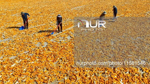 Workers turn over and dry corn at a drying base for seed production in Zhangye, China, on September 17, 2024. 