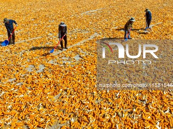 Workers turn over and dry corn at a drying base for seed production in Zhangye, China, on September 17, 2024. (