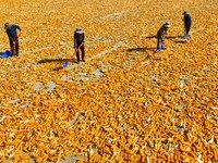 Workers turn over and dry corn at a drying base for seed production in Zhangye, China, on September 17, 2024. (