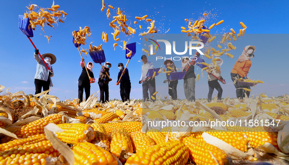 Workers turn over and dry corn at a drying base for seed production in Zhangye, China, on September 17, 2024. 