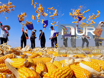 Workers turn over and dry corn at a drying base for seed production in Zhangye, China, on September 17, 2024. (