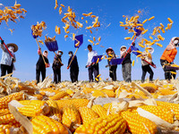 Workers turn over and dry corn at a drying base for seed production in Zhangye, China, on September 17, 2024. (