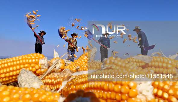 Workers turn over and dry corn at a drying base for seed production in Zhangye, China, on September 17, 2024. 