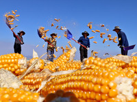 Workers turn over and dry corn at a drying base for seed production in Zhangye, China, on September 17, 2024. (