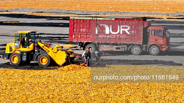 Workers load dried corn into a truck at a seed production and drying base in Zhangye, China, on September 17, 2024. 