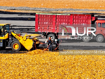 Workers load dried corn into a truck at a seed production and drying base in Zhangye, China, on September 17, 2024. (