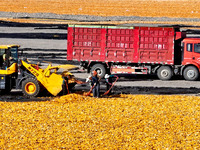 Workers load dried corn into a truck at a seed production and drying base in Zhangye, China, on September 17, 2024. (