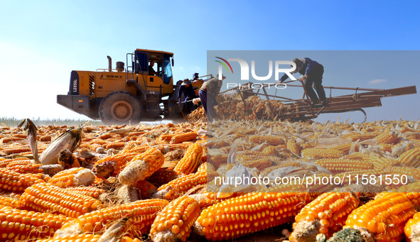 Workers turn over and dry corn at a drying base for seed production in Zhangye, China, on September 17, 2024. 