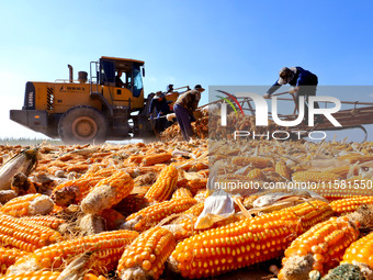 Workers turn over and dry corn at a drying base for seed production in Zhangye, China, on September 17, 2024. (