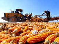 Workers turn over and dry corn at a drying base for seed production in Zhangye, China, on September 17, 2024. (