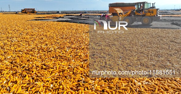 Workers load dried corn into a truck at a seed production and drying base in Zhangye, China, on September 17, 2024. 