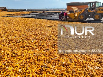 Workers load dried corn into a truck at a seed production and drying base in Zhangye, China, on September 17, 2024. (