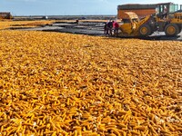 Workers load dried corn into a truck at a seed production and drying base in Zhangye, China, on September 17, 2024. (