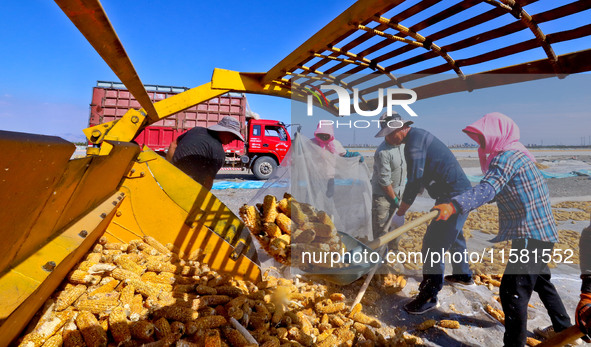 Workers load dried corn into a truck at a seed production and drying base in Zhangye, China, on September 17, 2024. 