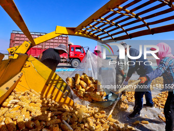 Workers load dried corn into a truck at a seed production and drying base in Zhangye, China, on September 17, 2024. (