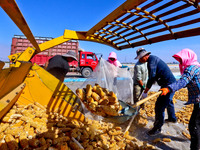 Workers load dried corn into a truck at a seed production and drying base in Zhangye, China, on September 17, 2024. (