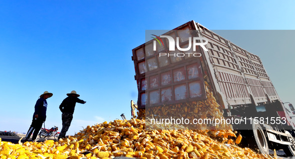 Workers command a truck to unload the harvested corn by variety at the maize drying base in Zhangye, China, on September 17, 2024. 