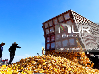 Workers command a truck to unload the harvested corn by variety at the maize drying base in Zhangye, China, on September 17, 2024. (