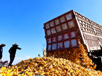 Workers command a truck to unload the harvested corn by variety at the maize drying base in Zhangye, China, on September 17, 2024. (