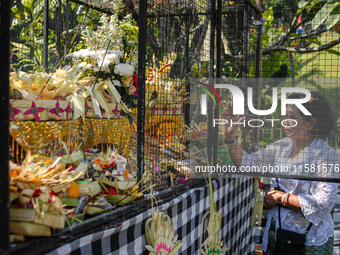 Several Jabodetabek-based Balinese Hindus attended the 19th Pujawali tradition at Parahyangan Agung Jagatkarta Temple in Bogor, West Java, I...