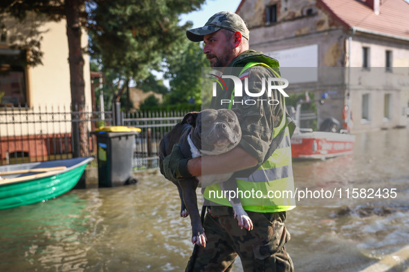 A dog is being evacuated by an emergency worker after Nysa Klodzka river flooded town of Lewin Brzeski in southwestern Poland, on September...