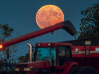 A Super Moon rises over a soybean harvest at Malkow Farms in Monroe, Wisconsin, on September 17, 2024. The full moon, known as the Harvest M...