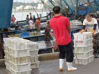 Citizens buy various kinds of seafood unloaded at Jimiya fishing Port in the West Coast New Area in Qingdao, China, on September 18, 2024. (