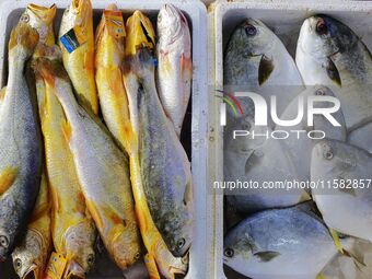 Citizens buy various kinds of seafood unloaded at Jimiya fishing Port in the West Coast New Area in Qingdao, China, on September 18, 2024. (