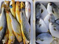 Citizens buy various kinds of seafood unloaded at Jimiya fishing Port in the West Coast New Area in Qingdao, China, on September 18, 2024. (