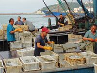 Citizens buy various kinds of seafood unloaded at Jimiya fishing Port in the West Coast New Area in Qingdao, China, on September 18, 2024. (