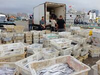 Citizens buy various kinds of seafood unloaded at Jimiya fishing Port in the West Coast New Area in Qingdao, China, on September 18, 2024. (