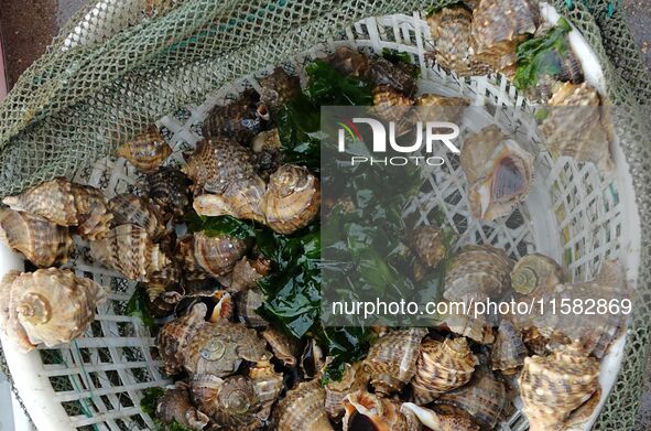 Citizens buy various kinds of seafood unloaded at Jimiya fishing Port in the West Coast New Area in Qingdao, China, on September 18, 2024. 