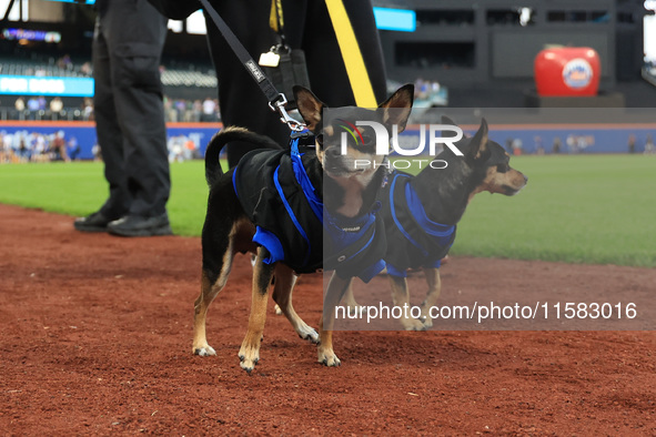 Fans and their pets participate in ''Bark in the Park'' on the field before the baseball game between the Washington Nationals and New York...