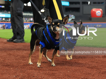 Fans and their pets participate in ''Bark in the Park'' on the field before the baseball game between the Washington Nationals and New York...