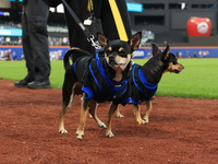 Fans and their pets participate in ''Bark in the Park'' on the field before the baseball game between the Washington Nationals and New York...