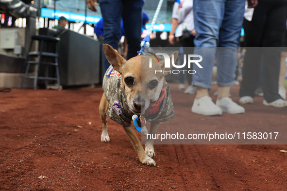 Fans and their pets participate in ''Bark in the Park'' on the field before the baseball game between the Washington Nationals and New York...