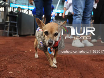 Fans and their pets participate in ''Bark in the Park'' on the field before the baseball game between the Washington Nationals and New York...