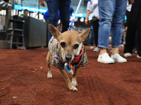 Fans and their pets participate in ''Bark in the Park'' on the field before the baseball game between the Washington Nationals and New York...