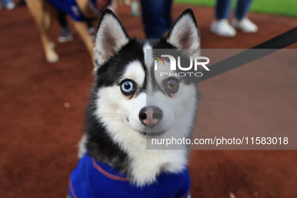 Fans and their pets participate in ''Bark in the Park'' on the field before the baseball game between the Washington Nationals and New York...