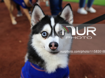 Fans and their pets participate in ''Bark in the Park'' on the field before the baseball game between the Washington Nationals and New York...