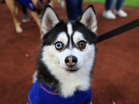 Fans and their pets participate in ''Bark in the Park'' on the field before the baseball game between the Washington Nationals and New York...