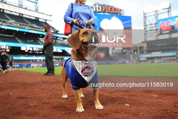 Fans and their pets participate in ''Bark in the Park'' on the field before the baseball game between the Washington Nationals and New York...