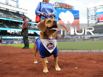 Fans and their pets participate in ''Bark in the Park'' on the field before the baseball game between the Washington Nationals and New York...