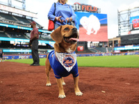 Fans and their pets participate in ''Bark in the Park'' on the field before the baseball game between the Washington Nationals and New York...